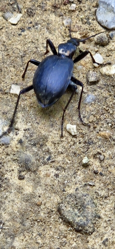 Cychrus italicus