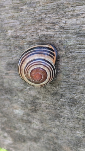 Brown-lipped Snail