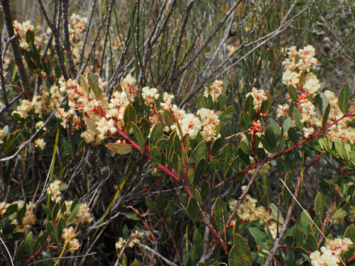 Acacia myrtifolia, photograph 3