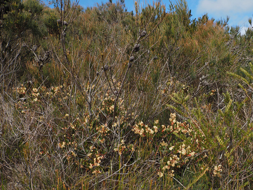 Acacia myrtifolia, photograph 4