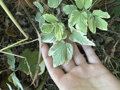 Goutweed