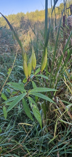 swamp milkweed