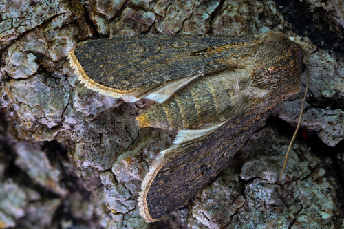 Turnip Moth