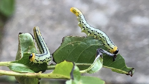 Lesser Willow Sawfly