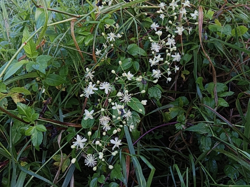 Clematis gouriana observed 2026-09-24