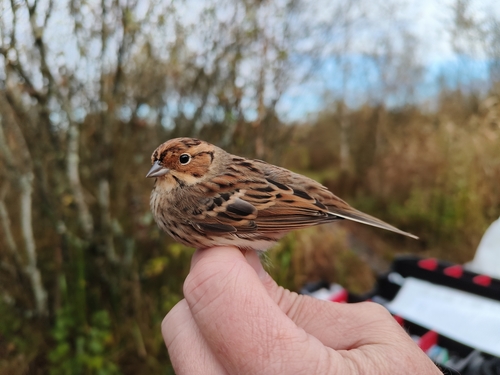 Little Bunting