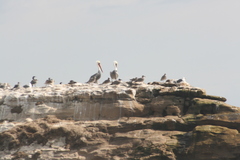 Pelecanus occidentalis