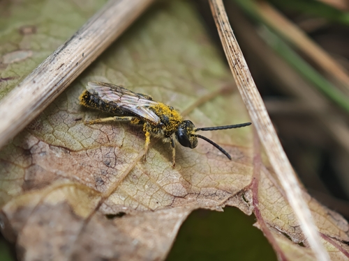 Common Furrow Bee
