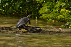 Trachemys venusta cataspila