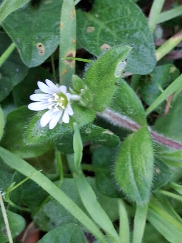 Cerastium fontanum, photograph 2