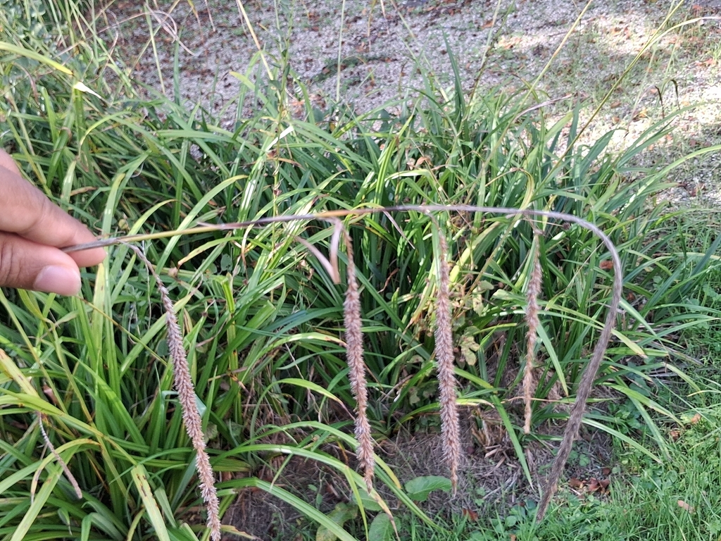 Carex pendula; photograph (c) Sabarni Sarker, some rights reserved (CC BY)