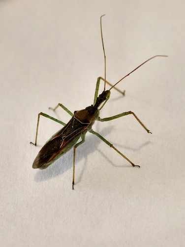 Leafhopper Assassin Bug