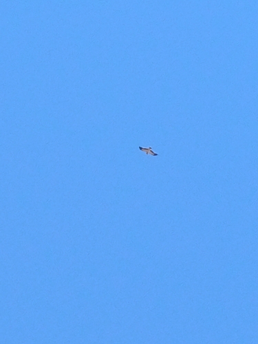 Booted Eagle