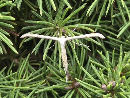 Morning-glory Plume Moth
