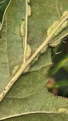 Oak Vein Pocket Gall Midge