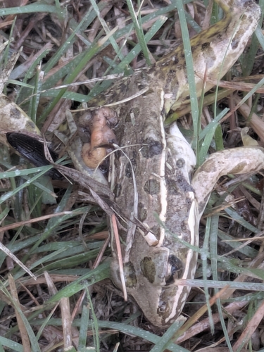 Plains Leopard Frog