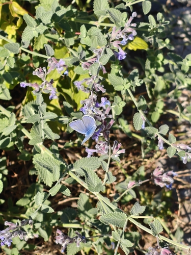 Common Blue