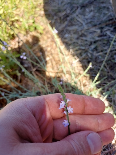 Common vervain