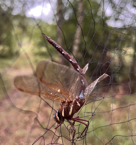Brown Hawker