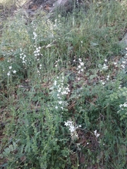 Lithophragma heterophyllum