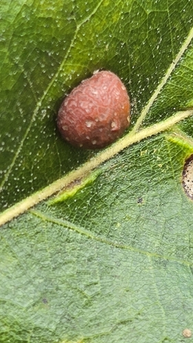 Oak Leaf Gall Midge