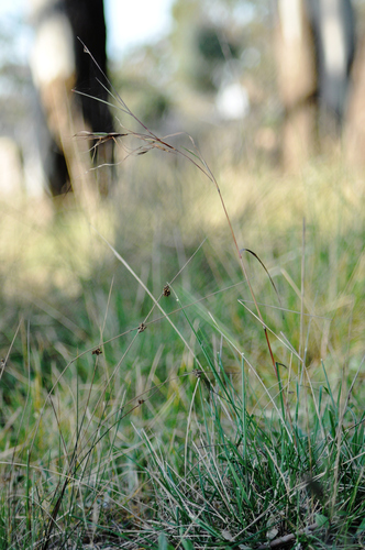 Themeda triandra, photograph 2