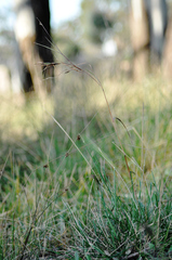 (c) plantlookymagee, some rights reserved (CC BY) Themeda triandra, photograph (c) plantlookymagee, some rights reserved (CC BY)