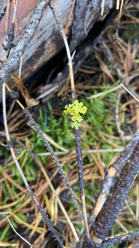Powdered Sunshine Lichen