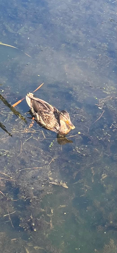 Mallard