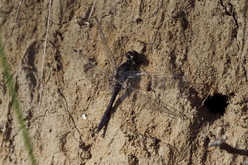 Black Meadowhawk