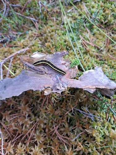 Broom Moth