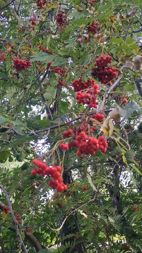 European mountain ash