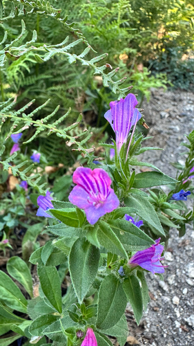 Lax Viper's-bugloss
