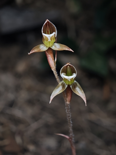 Goodyera viridiflora