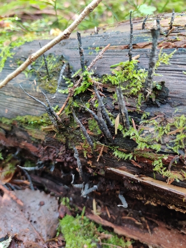 Candlesnuff Fungus