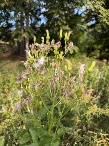 American burnweed