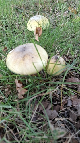 Deathcap