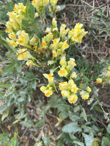 common toadflax