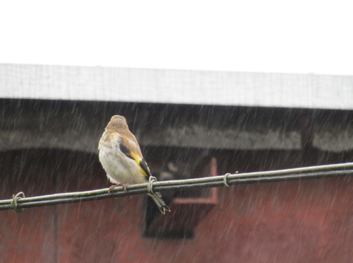 European Goldfinch