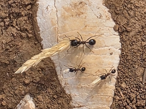 Wasmann's Harvester Ant