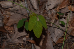 Clitoria mariana