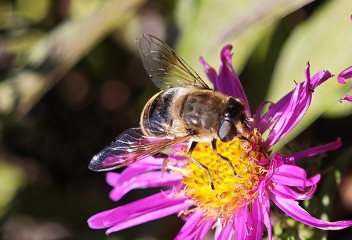 Common Drone Fly