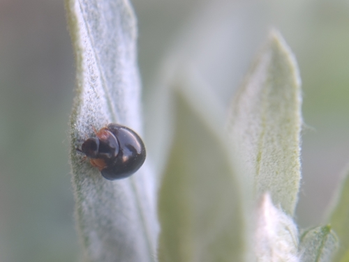Flashlight Shield Lady Beetle