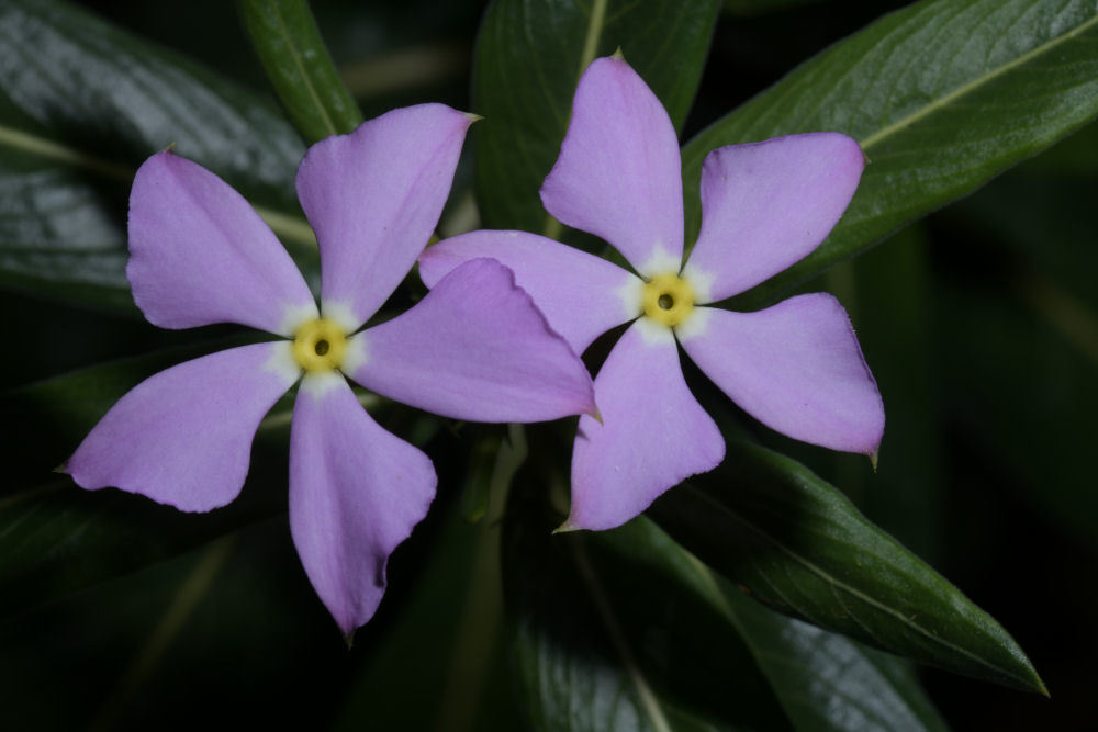 Catharanthus longifolius (Catharanthus longifolius)