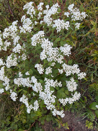 white snakeroot