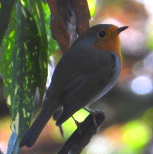 European Robin