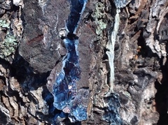 Terana
