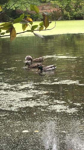 Mallard