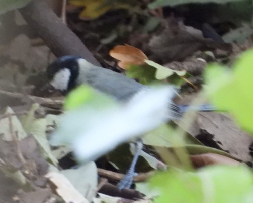 Great Tit