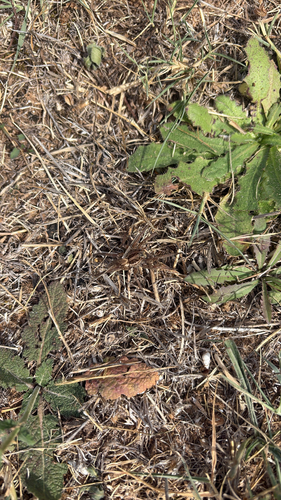 Radiated Wolf Spider